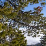 Protecting whitebark pines at Whitefish Mountain Resort