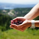 Summer is huckleberry season! 7 tips for picking hucks at Whitefish Mountain Resort