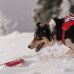 Ruff day at work: How Whitefish Mountain Resort's avalanche dogs train for emergencies